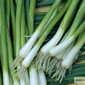 Продам семена Лук на перо Энтита - фото № 1