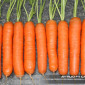 Семена моркови Аттилио F1, Vilmorin (Франция), Кол-во 100 000 семян, недорого, распродажа - фото № 2