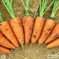 Продам семена морковки, Одесская обл, Большой Дальник - фото № 1