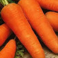 Продам семена Морковь Шантане - фото № 1