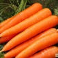Продам семена моркови Лакомка - фото № 1