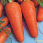Продается семена моркови Курода Шантане - фото № 1