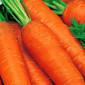 Морковь Красный Великан - фото № 1