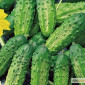 Продам семена Огурец Мечта дачника F1 - фото № 1