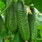 Продам семена Огурец Артист F1 (Bejo Zaden) - фото № 1