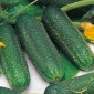 Продаются семена огурца Моринга F1 - фото № 1