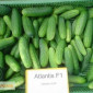Продам семена огурец Атлантис - фото № 1