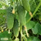 Продам семена Огурец Бочковой - фото № 1