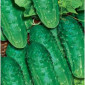 Продам семена Огурец Водограй F1 - фото № 1