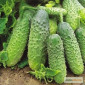 Продам семена Огурец Дарунок осени - фото № 1
