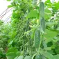 Продам семена Огурец Кибрия (Rijk Zwaan Голландия) - фото № 1