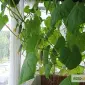 Продам семена Огурец Комнатный - фото № 1