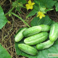 Продаются семена огурца Нежинский 12 - фото № 1