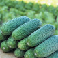 Продам семена Огурец Надежда F1 - фото № 1