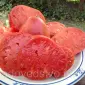 Томаты высокорослые и стелющиеся - фото № 1
