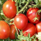 Томаты высокорослые и стелящиеся - фото № 4