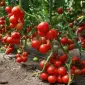 Продам семена Томат Видимо-Невидимо - фото № 1