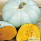 Продам семена Тыква Волжская серая - фото № 1