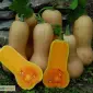 Продам семена Тыква Арахисовое масло - фото № 1