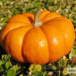 Продам семена Тыква Конфетка - фото № 1