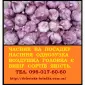 Продам часник Любаша ВОЗДУШКА насіння від 5 кг - фото № 2