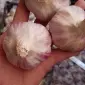 Чеснок бронь 1 репродукция от "АГРО-ГАРЛИК"- Любаша - фото № 2
