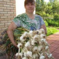 Рокамболь крупный чеснок (однозубка) на продажу - фото № 1