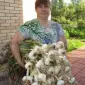 Рокамболь крупний часник (однозубка - фото № 1
