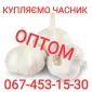 Куплю чеснок оптом дорого - фото № 1