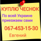 Куплю чеснок по всей Украине (зубок, переработка) - фото № 1