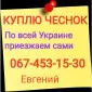 Куплю чеснок по всей Украине только товарный - фото № 1