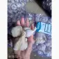 Продам товарный чеснок сорт любоша есть объём - фото № 3