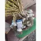 Продам товарний часник сорт любаша - фото № 1