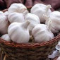 Закупка часнику в необмеженій кількості - фото № 2