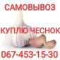 Куплю чеснок дорого круглый год также зубок - фото № 1