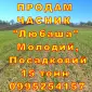 Опт 15 тонн ПРОДАМ Часник Любаша Товарний Молодий Сухий Чеснок Посадочный Garlic - фото № 1