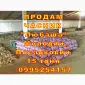 Опт 15 тонн ПРОДАМ Часник Любаша Товарний Молодий Сухий Чеснок Посадочный Garlic - фото № 3