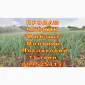 Опт 15 тонн ПРОДАМ Часник Любаша Товарний Молодий Сухий Чеснок Посадочный Garlic - фото № 7