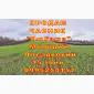 Опт 15 тонн ПРОДАМ Часник Любаша Товарний Молодий Сухий Чеснок Посадочный Garlic - фото № 10