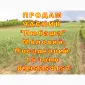 Опт 15 тонн ПРОДАМ Часник Любаша Товарний Молодий Сухий Чеснок Посадочный Garlic - фото № 11