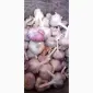 Продам озимый чеснок - фото № 1