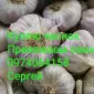 Куплю чеснок разных размеров. ЗУБОК. Переработка - фото № 1