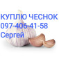 Куплю чеснок разных калибров - фото № 1