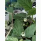 Рідкісні пряно-ароматичні культури- Лимограсс і Вербена лимонна. Липія солодка - фото № 4