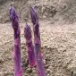 Фіолетова спаржа - фото № 1