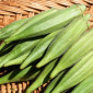 Продам семена Бамия Луизиана - фото № 1