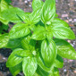 Продам семена Базилик Листья салата - фото № 1