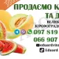 Продаємо кавуни та дині - фото № 1
