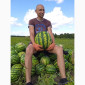 Продам солодкий кавун з поля. Опт - фото № 3