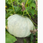 Продам гарбуз, сорт Волзський сірий - фото № 1